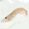 エビ